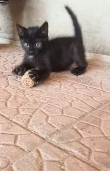 regalasi cucciolo di gatto 