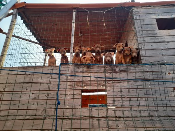 bellissimi cuccioli pit bull nati il 1 giugno 2022