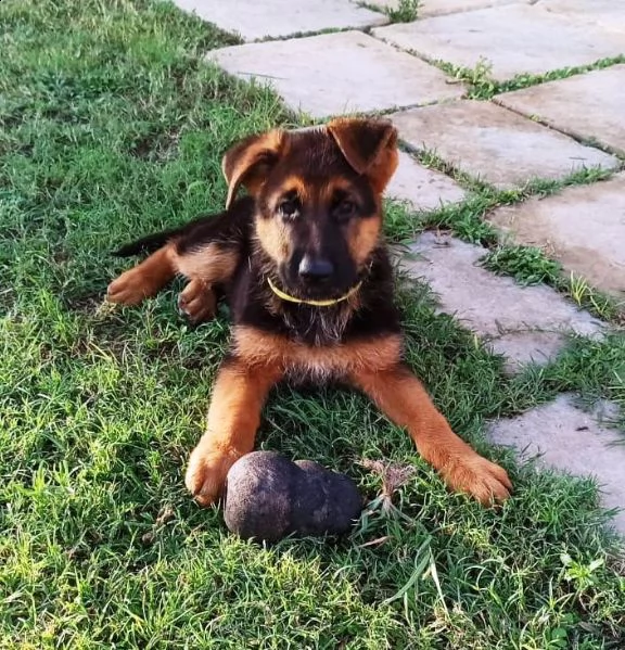 pastore tedesco cuccioli | Foto 3