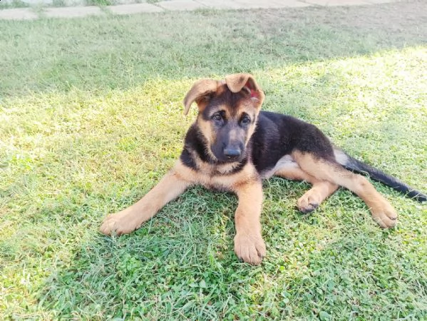 pastore tedesco cuccioli | Foto 1