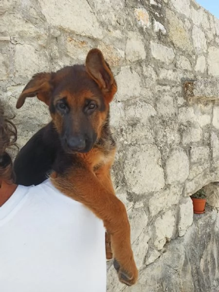pastore tedesco cuccioli | Foto 0