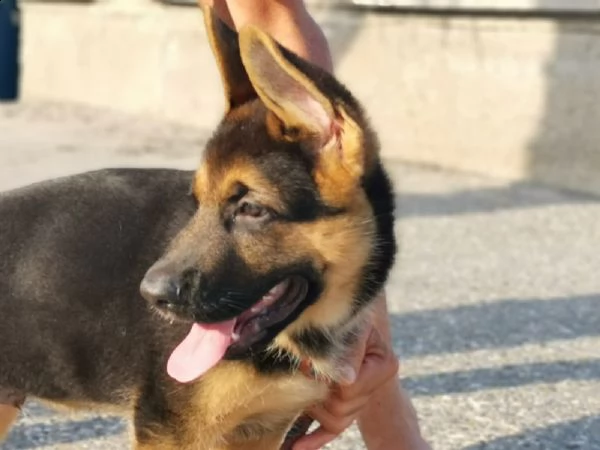 pastore tedesco cuccioli