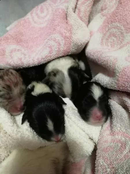 border collie cuccioli