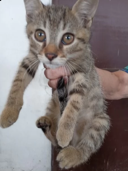 gatti tigrati 