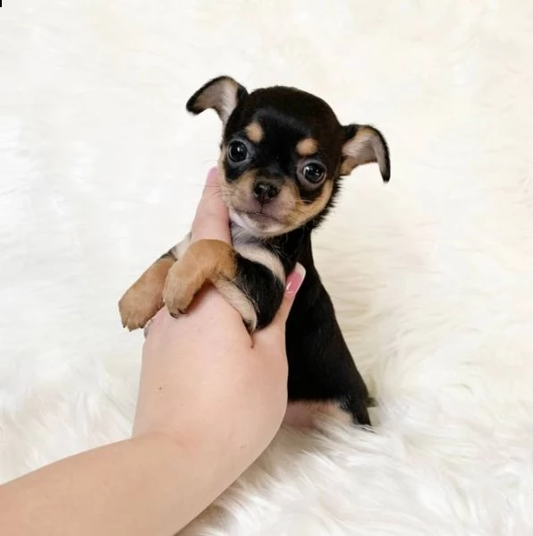 teacup chihuahua disponibili ora due chihuahua a pelo medio femmine da 1 libbra e 1 oncia di 10 set