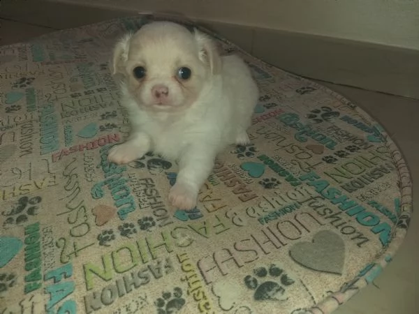 chihuahua con pedigree 