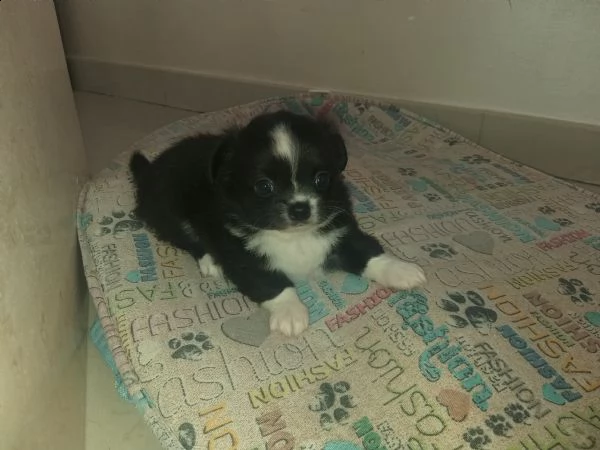 chihuahua con pedigree  | Foto 1
