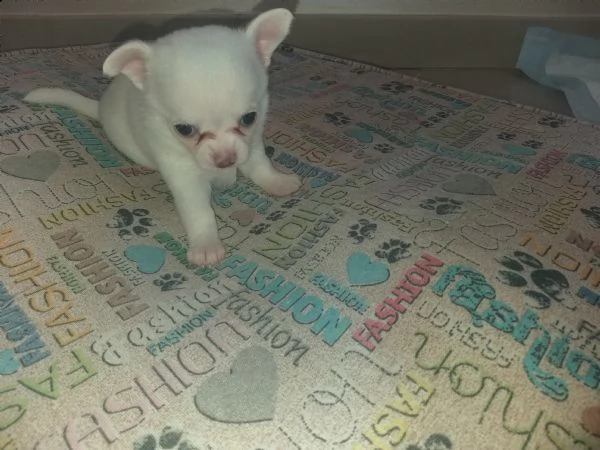 chihuahua con pedigree  | Foto 0