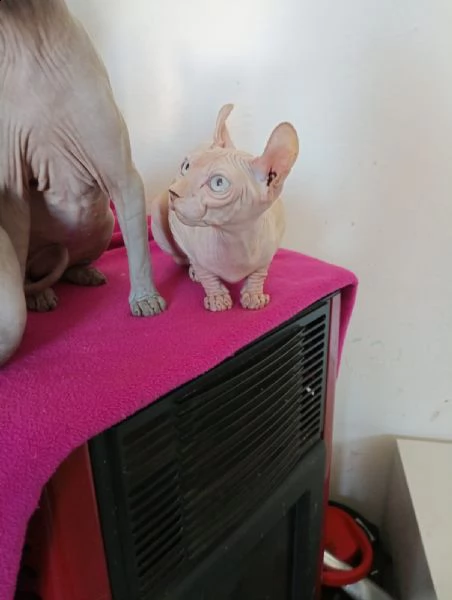 raro elf gatto nudo maschio con pedigree  | Foto 3