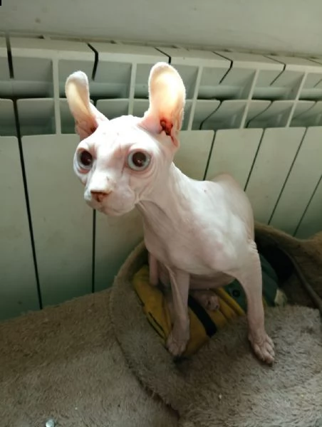 raro elf gatto nudo maschio con pedigree  | Foto 2