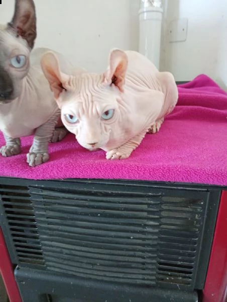 raro elf gatto nudo maschio con pedigree  | Foto 0
