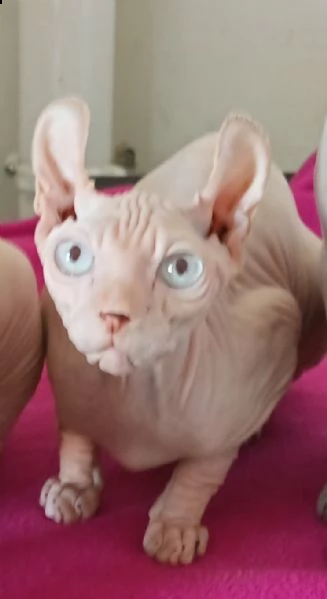 raro elf gatto nudo maschio con pedigree 