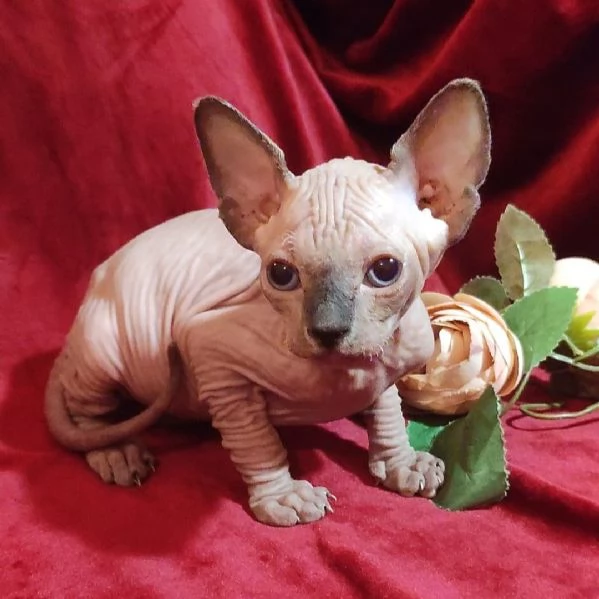 Gattini SPHYNX ELF GATTO NUDO 