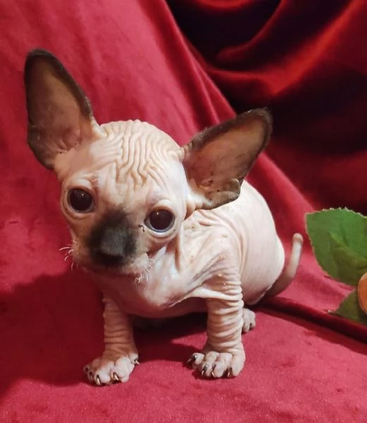 Gattini SPHYNX ELF GATTO NUDO  | Foto 6