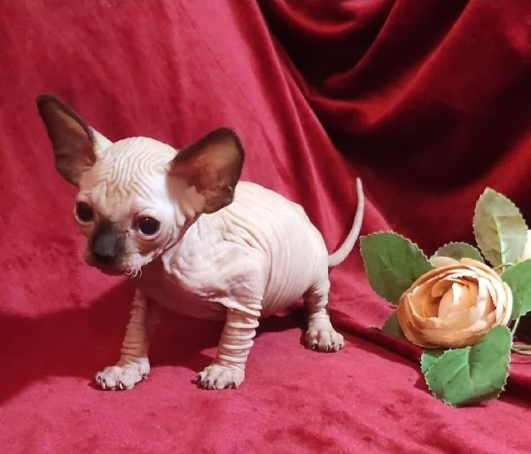 Gattini SPHYNX ELF GATTO NUDO  | Foto 5