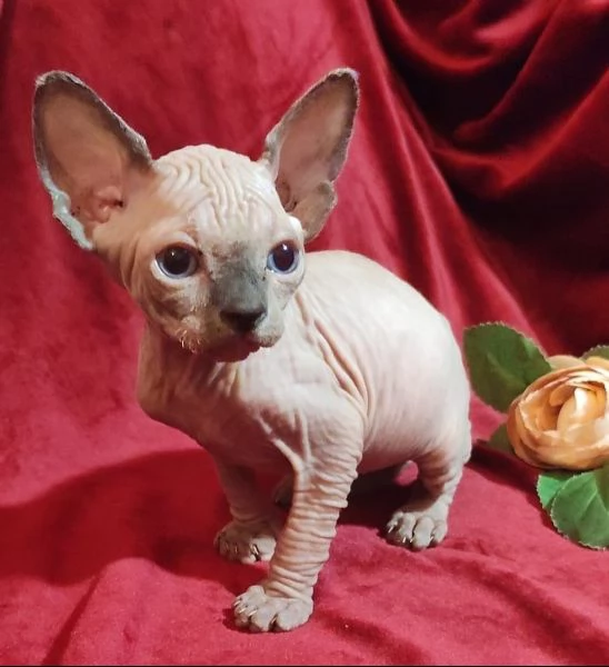 Gattini SPHYNX ELF GATTO NUDO  | Foto 4