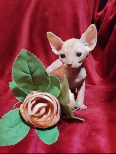 Gattini SPHYNX ELF GATTO NUDO  | Foto 3
