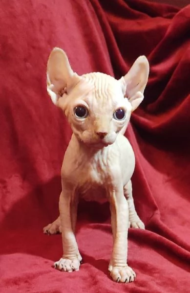 Gattini SPHYNX ELF GATTO NUDO  | Foto 2