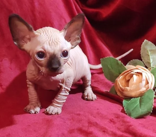 Gattini SPHYNX ELF GATTO NUDO  | Foto 1