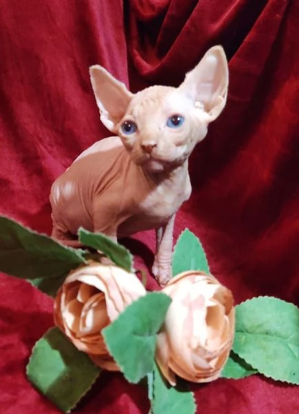 Gattini SPHYNX ELF GATTO NUDO  | Foto 0