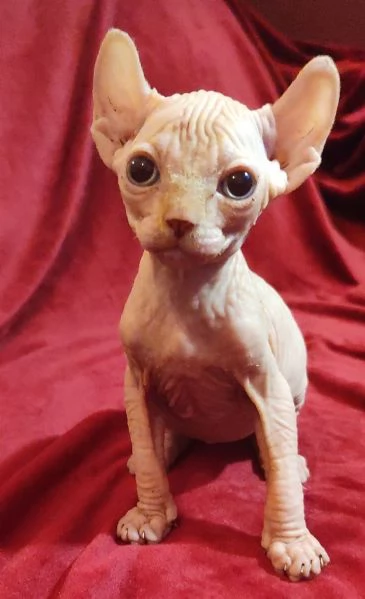 RAZZA RARA GATTO NUDO ELFO | Foto 1