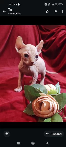 RAZZA RARA GATTO NUDO ELFO | Foto 0