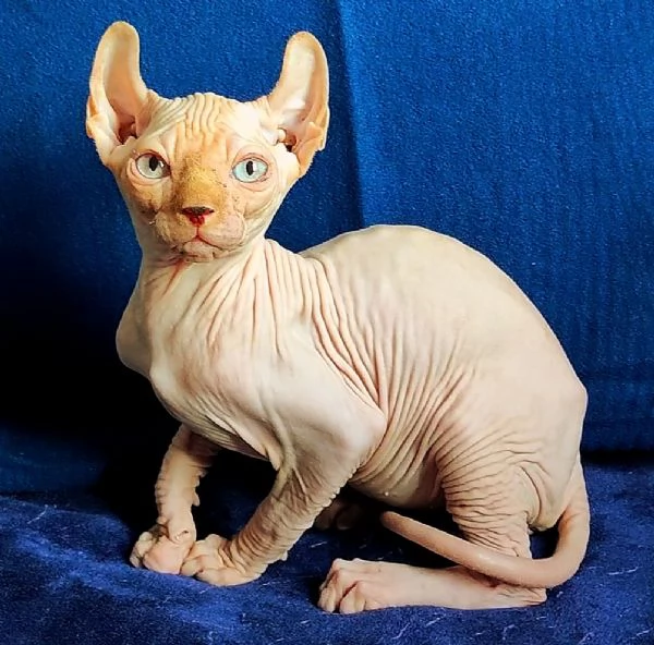 MERAVIGLIOSO GATTINO ELFO SPHYNX  GATTO NUDO  | Foto 3