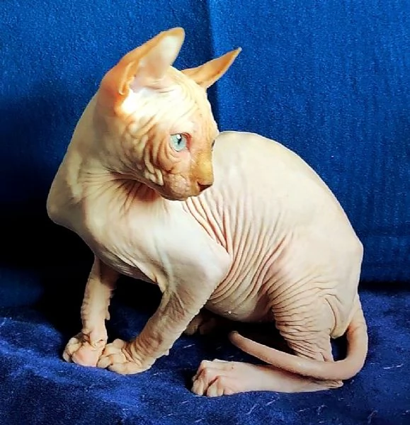 MERAVIGLIOSO GATTINO ELFO SPHYNX  GATTO NUDO  | Foto 2