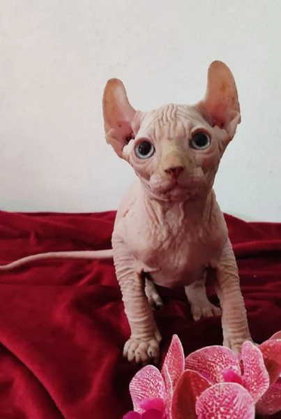 MERAVIGLIOSO GATTINO ELFO SPHYNX  GATTO NUDO  | Foto 3
