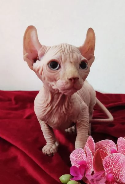 MERAVIGLIOSO GATTINO ELFO SPHYNX  GATTO NUDO  | Foto 2