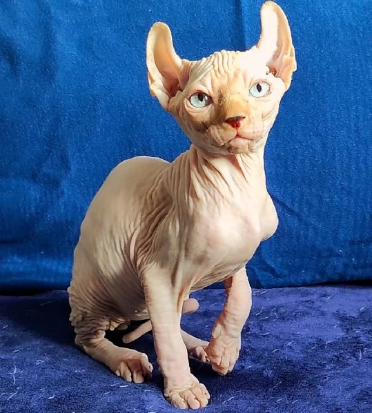 MERAVIGLIOSO GATTINO ELFO SPHYNX  GATTO NUDO 