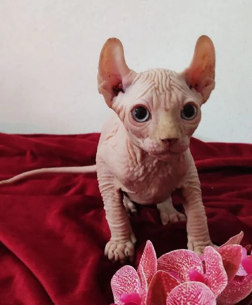 MERAVIGLIOSO GATTINO ELFO SPHYNX  GATTO NUDO 