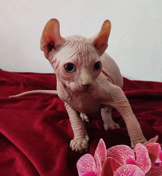 MERAVIGLIOSO GATTINO ELFO SPHYNX  GATTO NUDO  | Foto 1