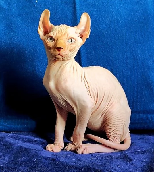 MERAVIGLIOSO GATTINO ELFO SPHYNX  GATTO NUDO  | Foto 0
