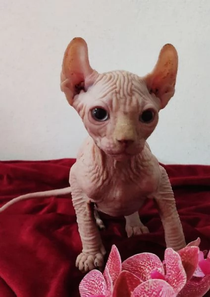 MERAVIGLIOSO GATTINO ELFO SPHYNX  GATTO NUDO  | Foto 0