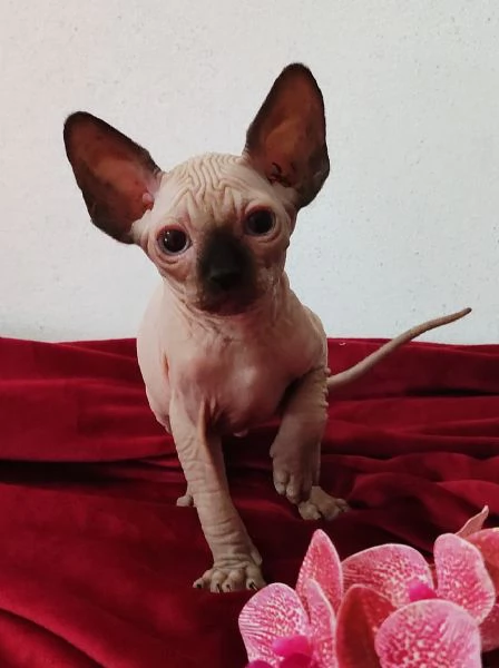 BELLISSIMO GATTINO ELFO STREAT  SPHYNX GATTO NUDO  | Foto 5