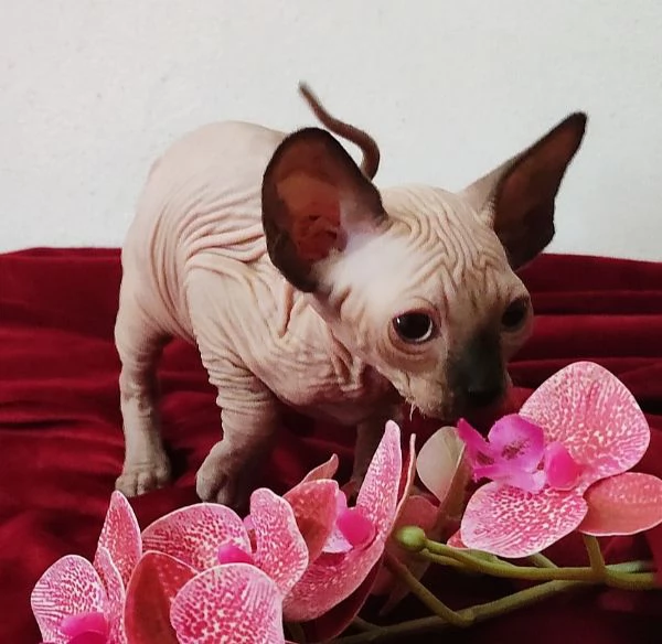 BELLISSIMO GATTINO ELFO STREAT  SPHYNX GATTO NUDO  | Foto 4