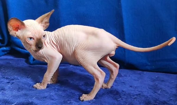 BELLISSIMO GATTINO ELFO STREAT  SPHYNX GATTO NUDO  | Foto 3