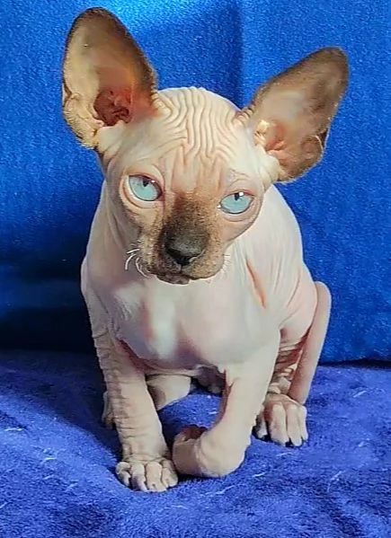 BELLISSIMO GATTINO ELFO STREAT  SPHYNX GATTO NUDO  | Foto 2