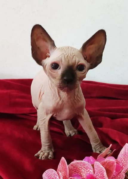 BELLISSIMO GATTINO ELFO STREAT  SPHYNX GATTO NUDO  | Foto 3