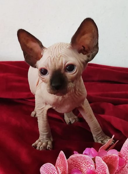 BELLISSIMO GATTINO ELFO STREAT  SPHYNX GATTO NUDO  | Foto 2
