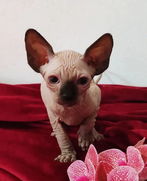 BELLISSIMO GATTINO ELFO STREAT  SPHYNX GATTO NUDO 