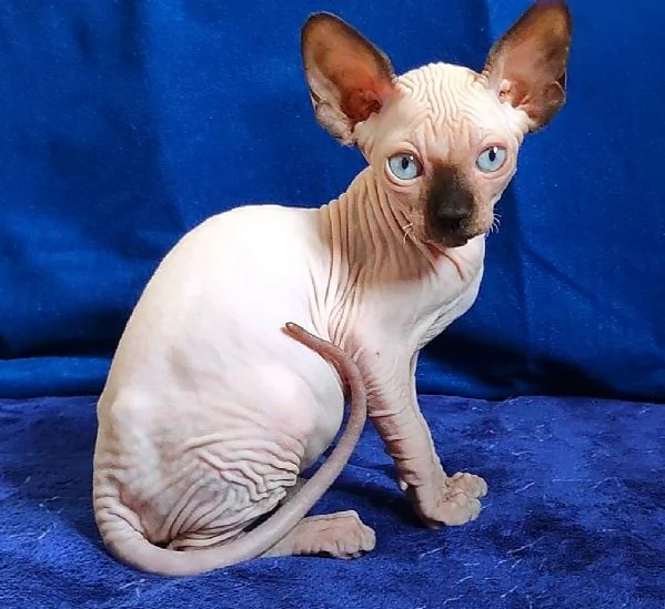 BELLISSIMO GATTINO ELFO STREAT  SPHYNX GATTO NUDO  | Foto 1