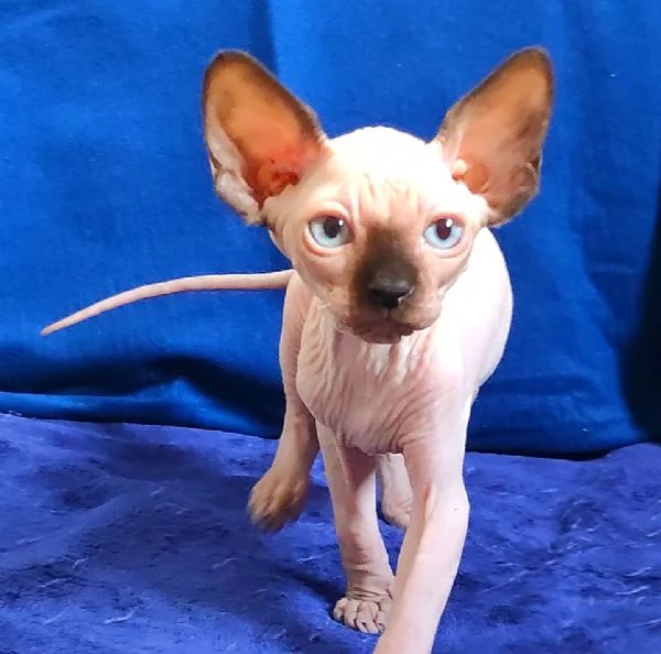BELLISSIMO GATTINO ELFO STREAT  SPHYNX GATTO NUDO 