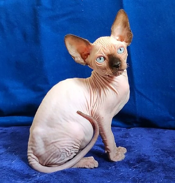 BELLISSIMO GATTINO ELFO STREAT  SPHYNX GATTO NUDO  | Foto 0