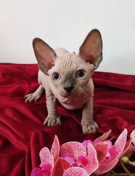 MASCHIETTO GATTINO ELFO STREAT  SPHYNX GATTO NUDO  | Foto 5