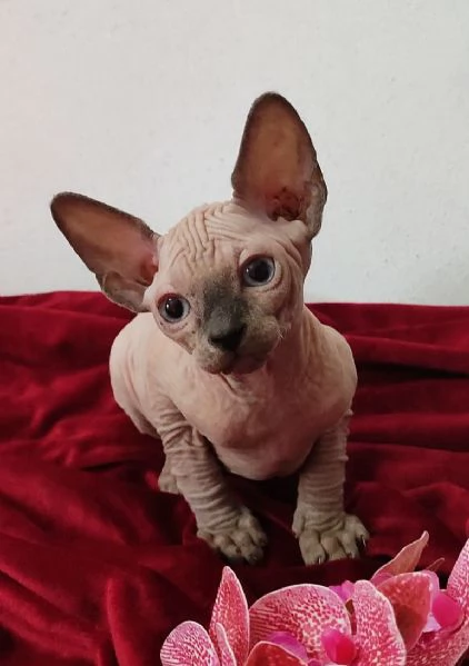 MASCHIETTO GATTINO ELFO STREAT  SPHYNX GATTO NUDO  | Foto 4