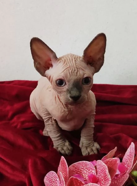 MASCHIETTO GATTINO ELFO STREAT  SPHYNX GATTO NUDO  | Foto 3