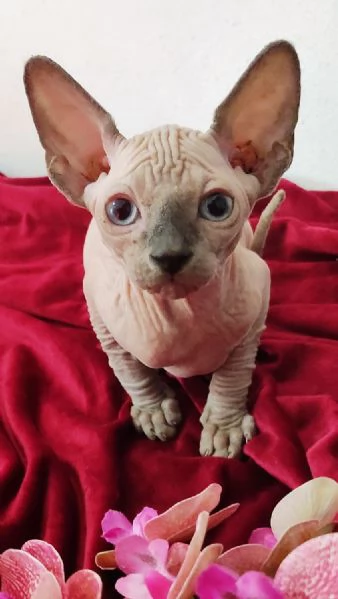 MASCHIETTO GATTINO ELFO STREAT  SPHYNX GATTO NUDO  | Foto 2