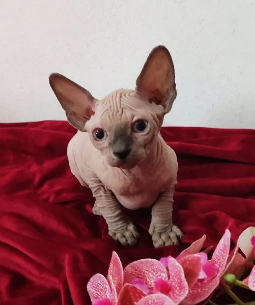 MASCHIETTO GATTINO ELFO STREAT  SPHYNX GATTO NUDO 